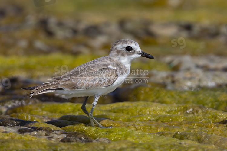 Lesser Sand Plover